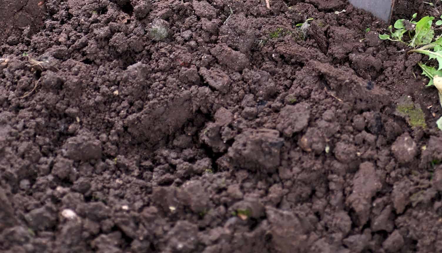 How to improve your garden soil